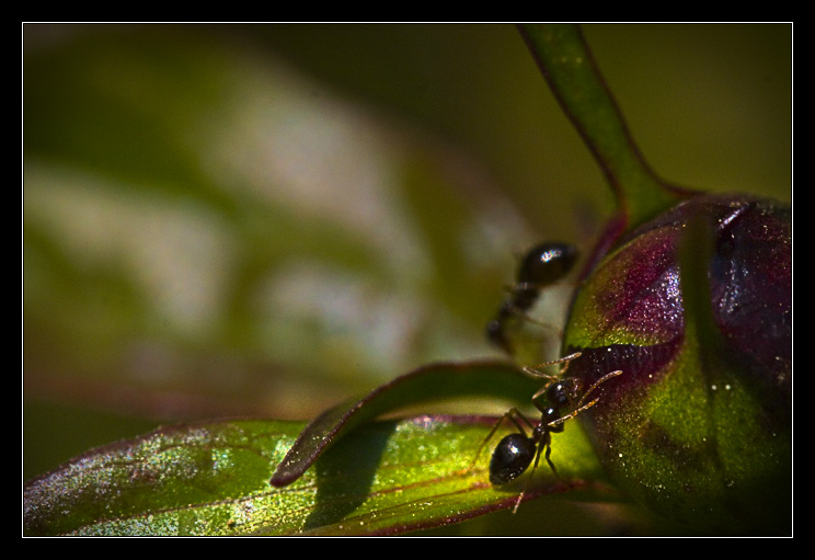 Ants on a Peony