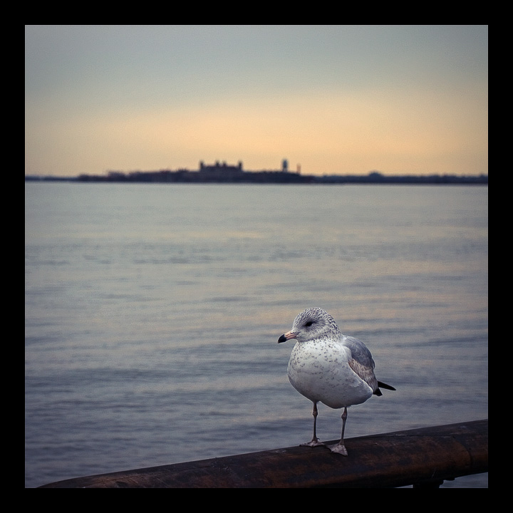 Chilly Seagull