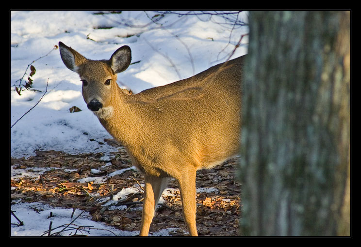 Deer Peer