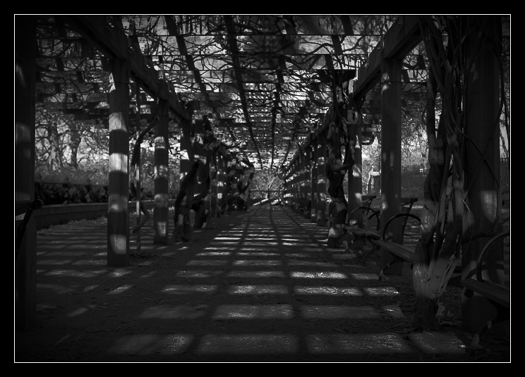 Grape Vines