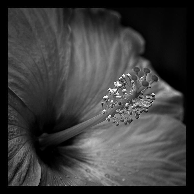 Hibiscus