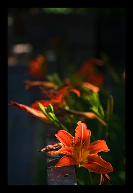 Lilies II