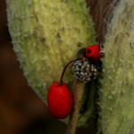 Milkweed in Fall