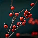 Red Berries