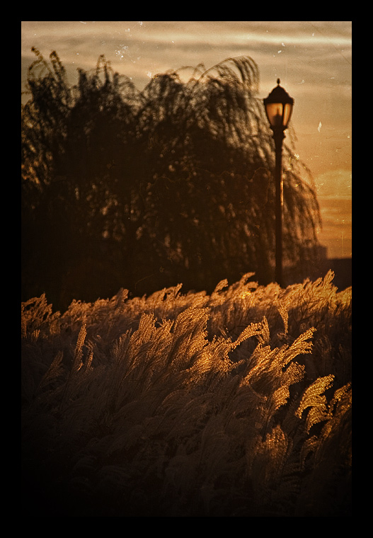 Sunset Grasses