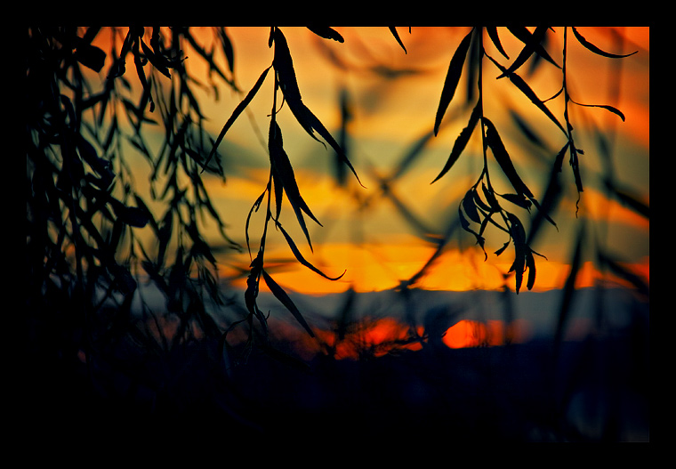 Sunset Through Leaves