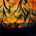 Sunset Through Leaves