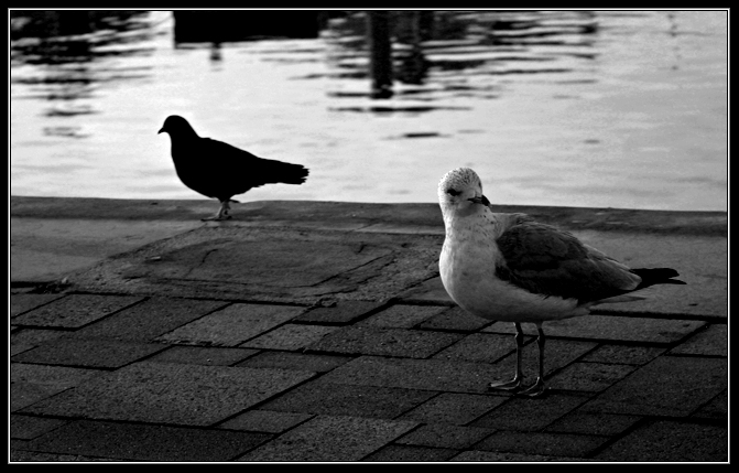 Birds of Contrast