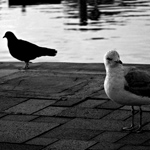 Birds of Contrast