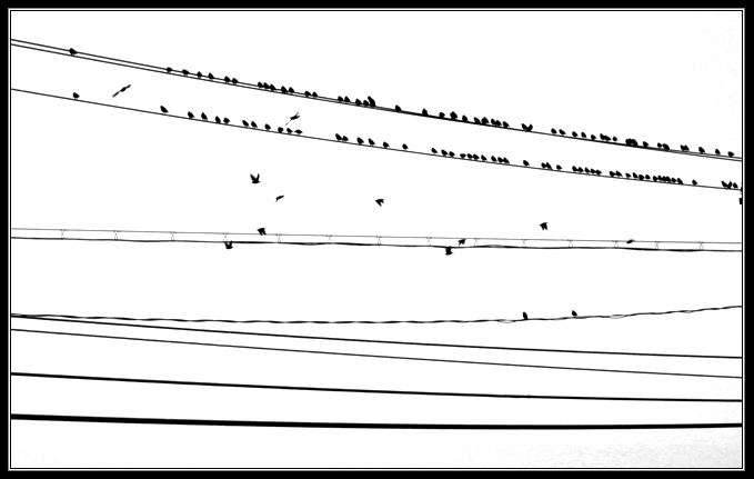 Birds on a Wire