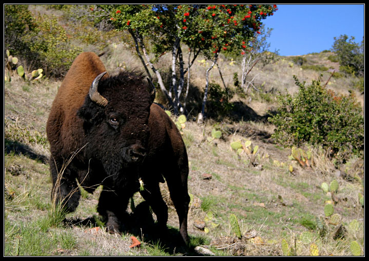 I'm a Bison, not a Buffalo