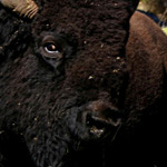 I'm a Bison, not a Buffalo