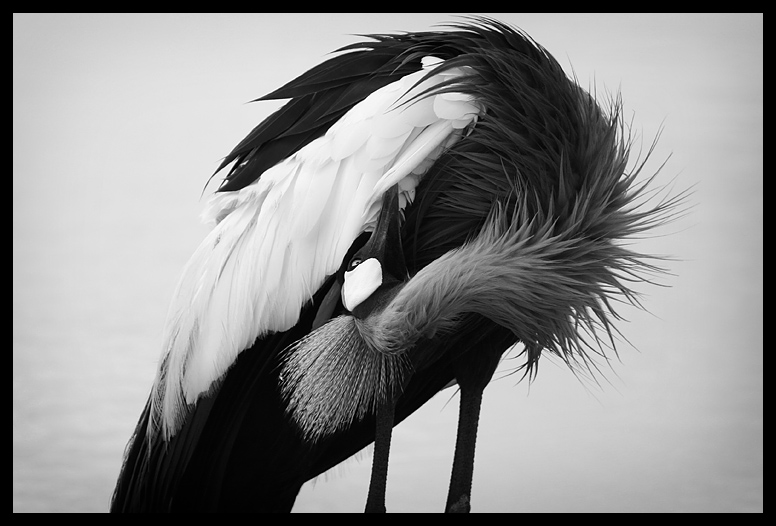 Preening