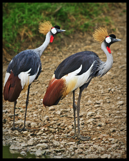 Crowned Cranes in Color