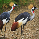 Crowned Cranes in Color