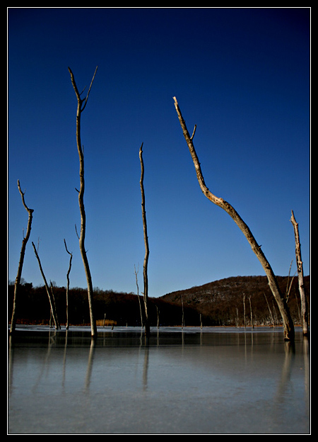 Ice Choked Trees