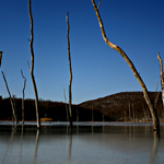 Ice Choked Trees