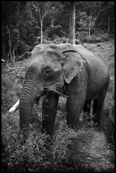 Indian Elephant