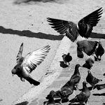 Sidewalk Flight