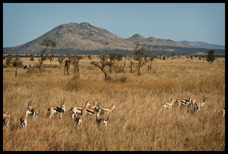 Typical Serengeti