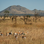 Typical Serengeti