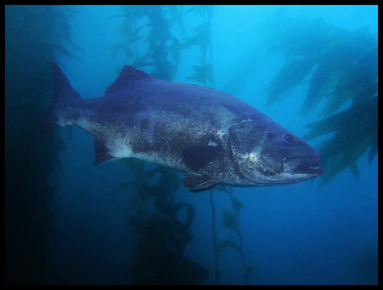 Giant Black Sea Bass