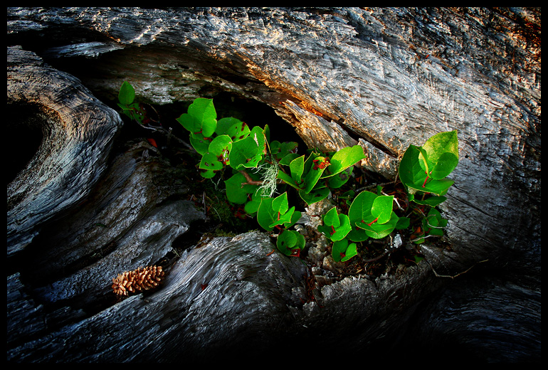 Twilight Greenery