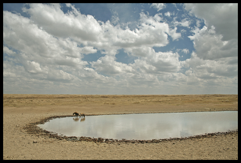 Hyena Pool