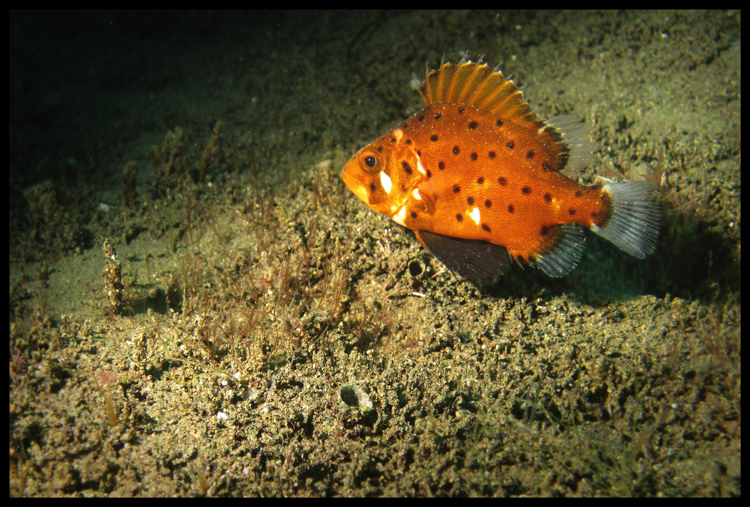 Not-Yet Giant Black Sea Bass