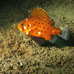 Not-Yet Giant Black Sea Bass