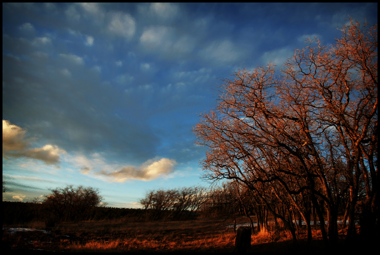 Leaning Trees, Swirling Skies