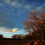 Leaning Trees, Swirling Skies