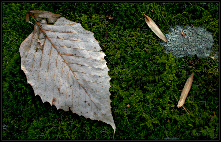 Leaves and Moss