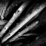 Logs of Driftwood