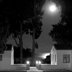 Eucalyptus Moonrise