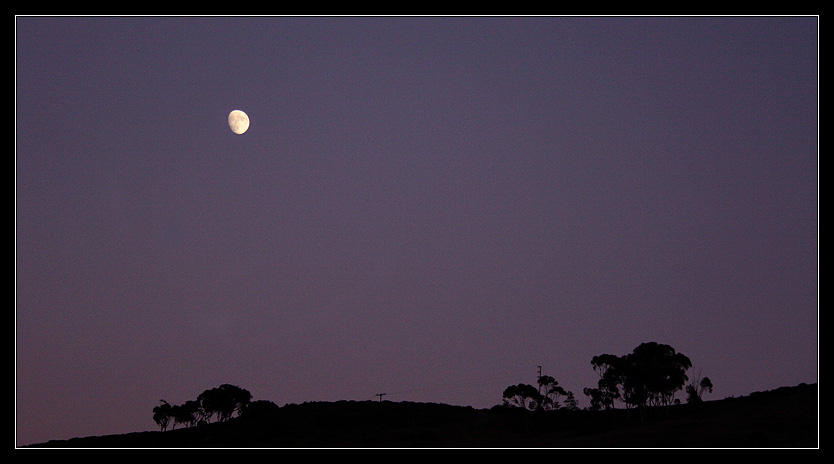 Eucalyptus Moonrise #2