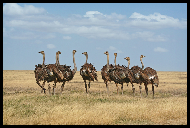 Ostriches and Chirping