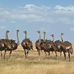 Ostriches and Chirping