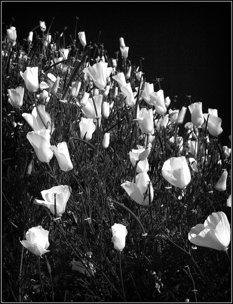 Monochromatic Wildflowers