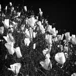 Monochromatic Wildflowers