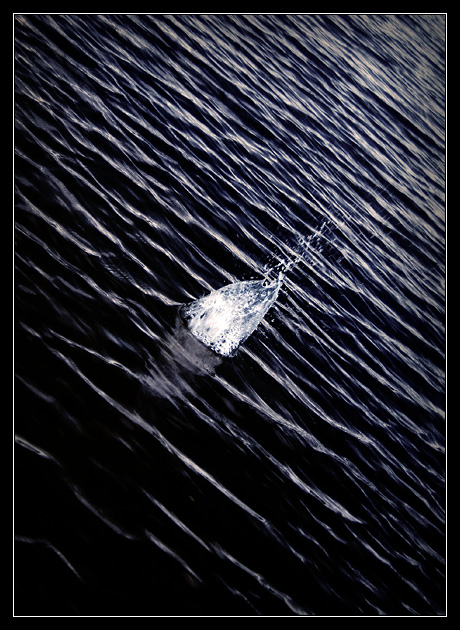 Splish Splash