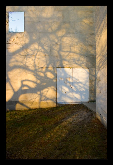 Tree Shadows