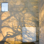 Tree Shadows