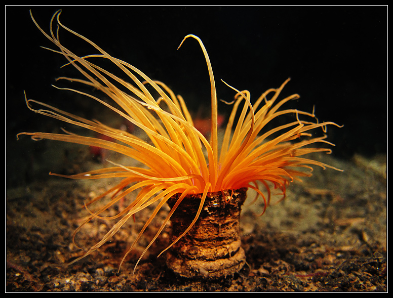 Volcano III