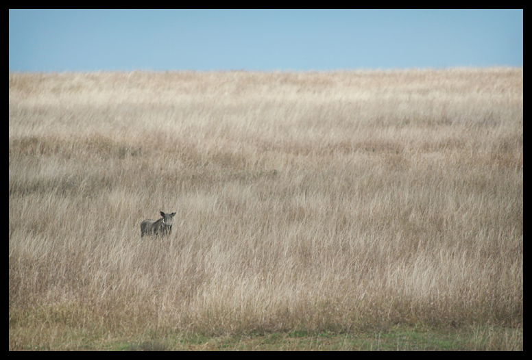 Painting the Savanna