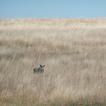 Painting the Savanna