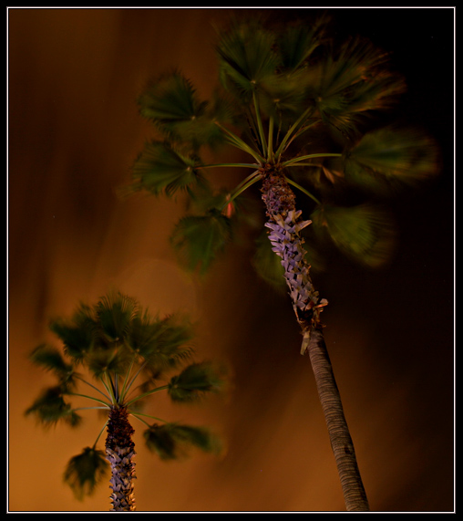 Windy Palms